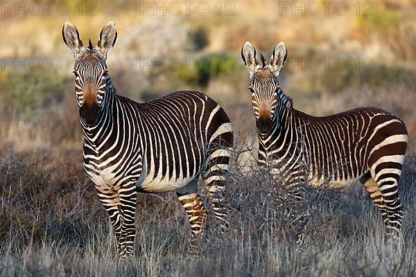 Cape Mountain Zebra