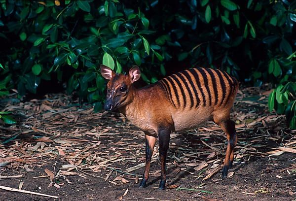 Zebra duiker