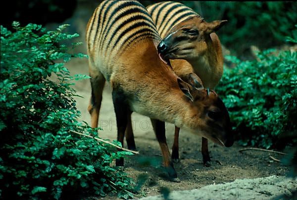 Zebra duiker