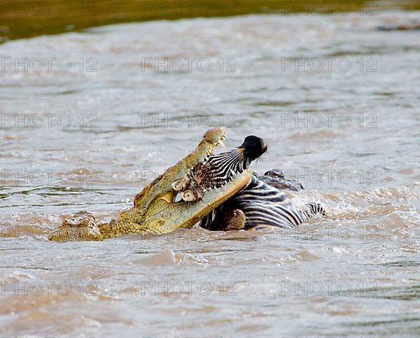 Nile crocodile