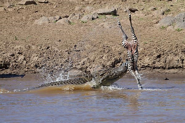 Nile crocodile