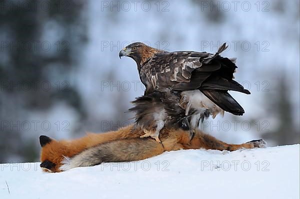 Steinadler mit erbeutetem Rotfuchs