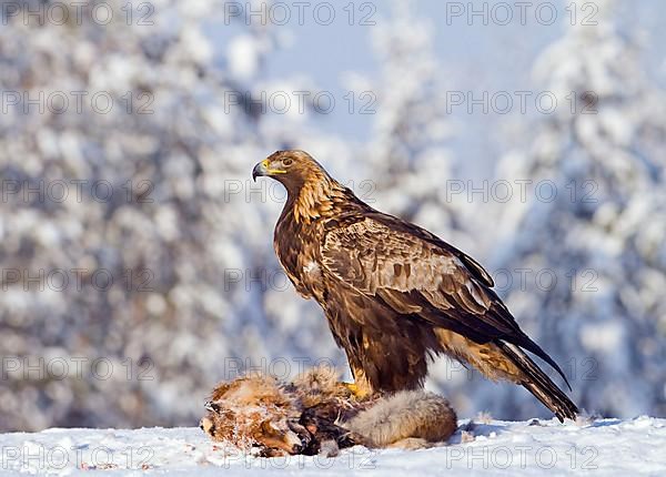 Golden eagle