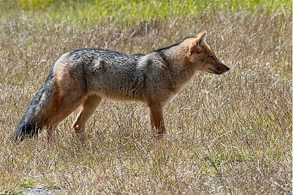 Colpeo andean fox