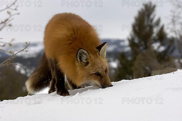 American Red Fox