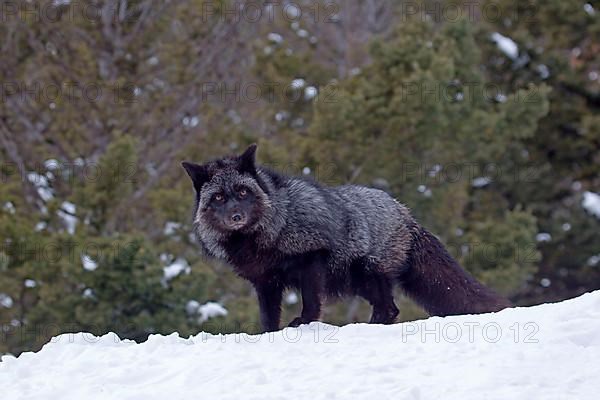 American red fox