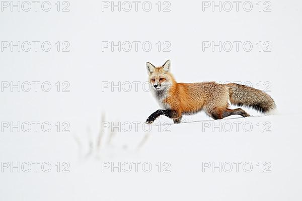 American Red Fox