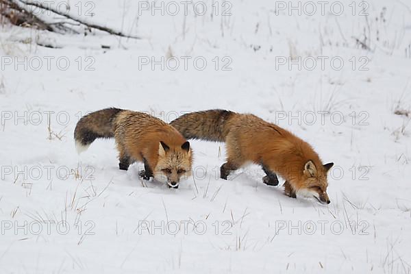 American Red Fox