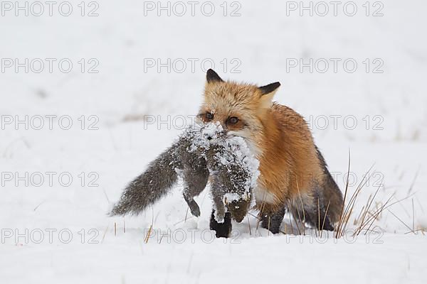 American Red Fox