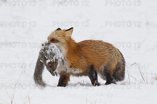 American Red Fox