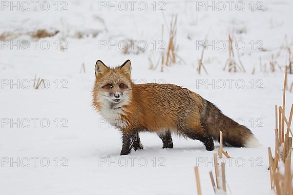 American Red Fox