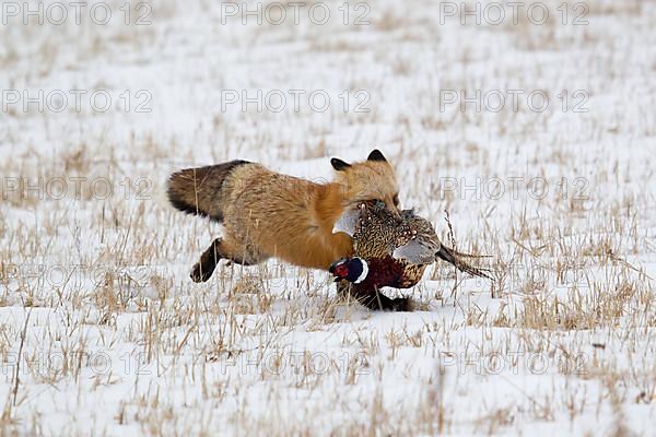 American Red Fox