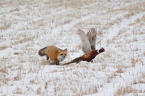 American Red Fox