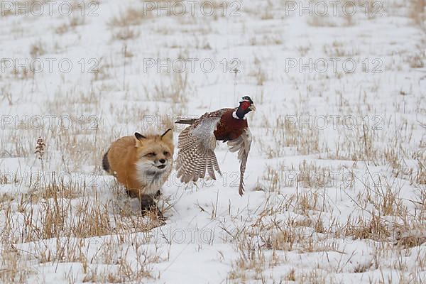 American Red Fox