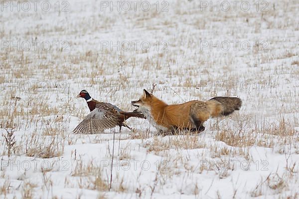 American Red Fox