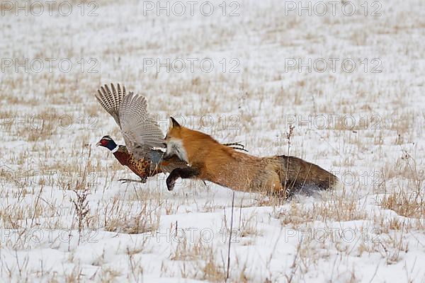 American Red Fox