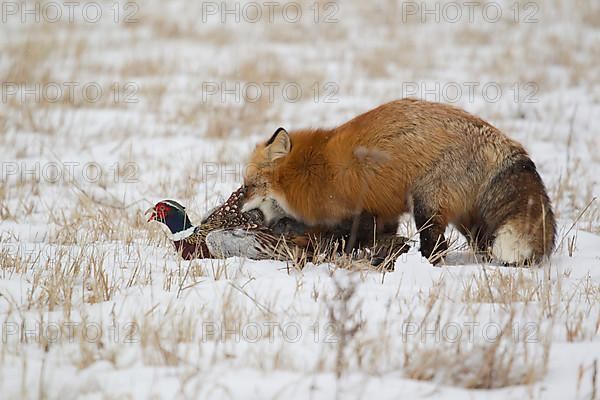 American Red Fox