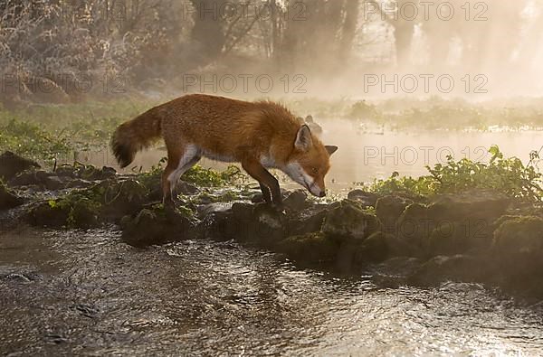 Red fox