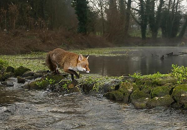 Red fox