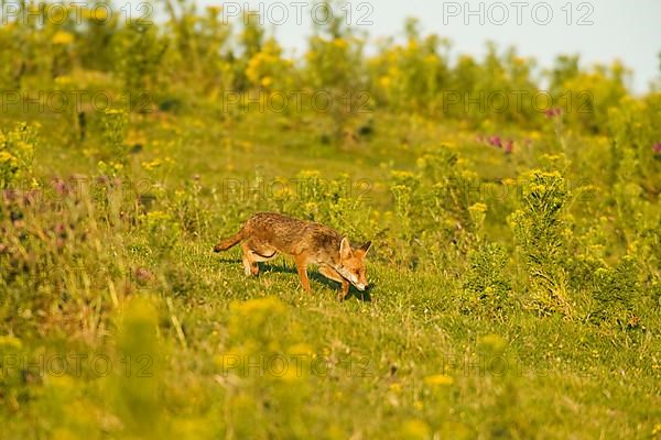 Red fox