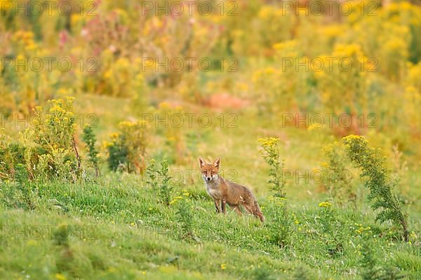 Red fox