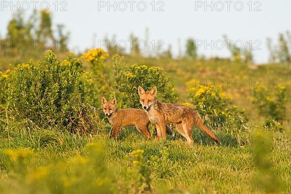 Red fox