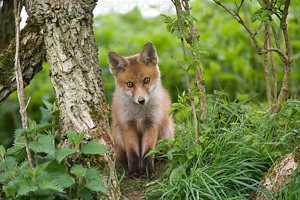 European Red Fox
