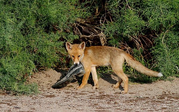 European Red Fox