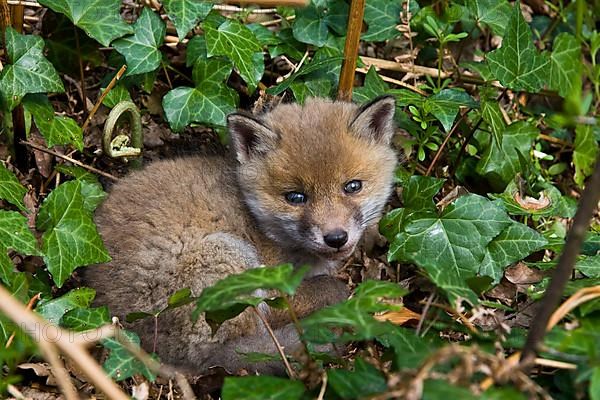 Red fox
