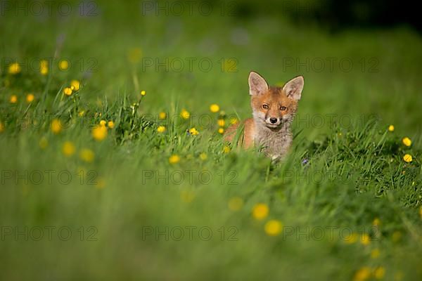 Red fox