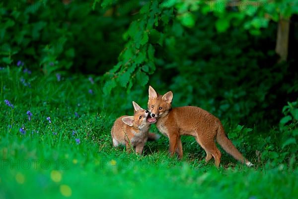 Red fox