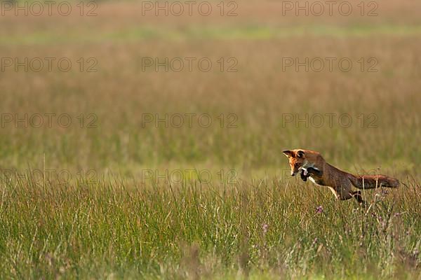 European Red Fox