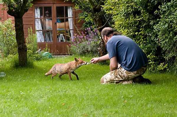 Europaeischer Rotfuchs wird von Hand gefuettert