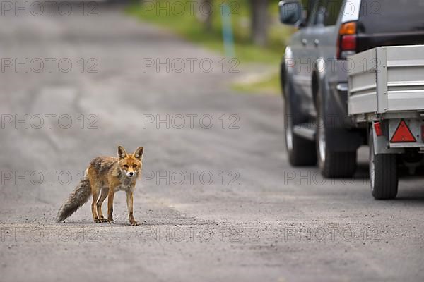 Red fox