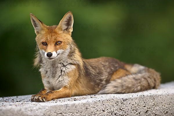 Red fox