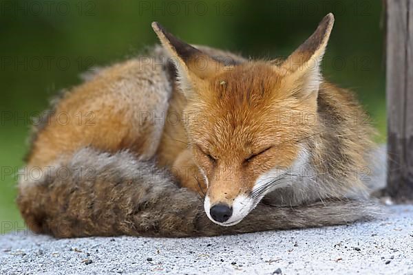 Red fox