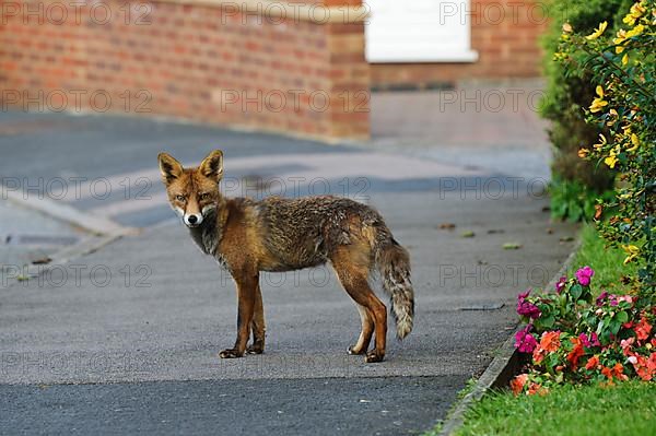 Red fox