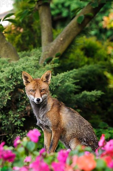 Red fox