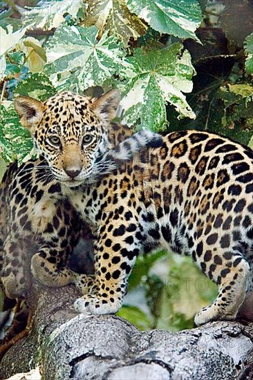 Jaguar