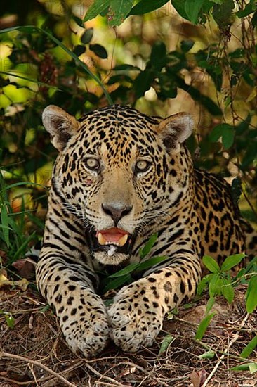 Jaguar