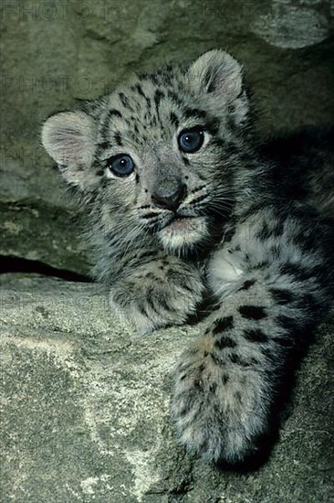 Snow leopard