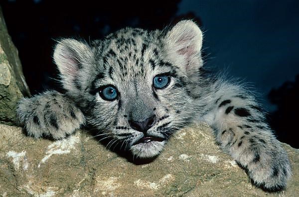 Snow leopard