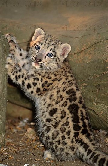 Snow leopard