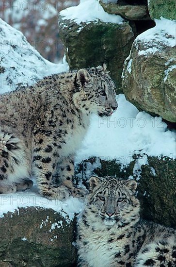 Snow leopard