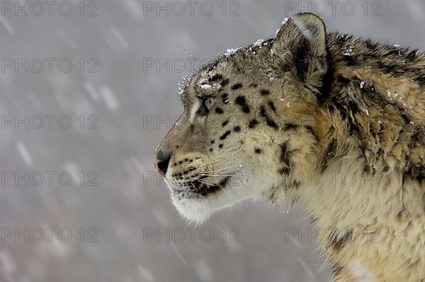 Snow leopard