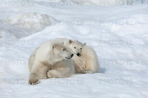 Mother polar bears