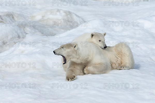 Mother polar bears