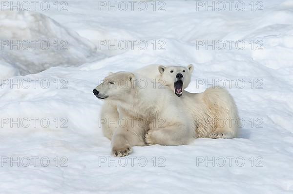 Mother polar bears