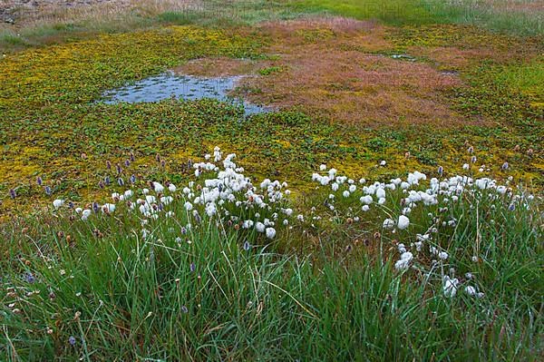 Arctic cottongrass