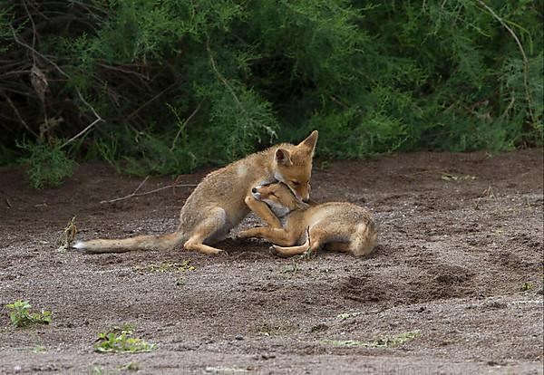 Red fox